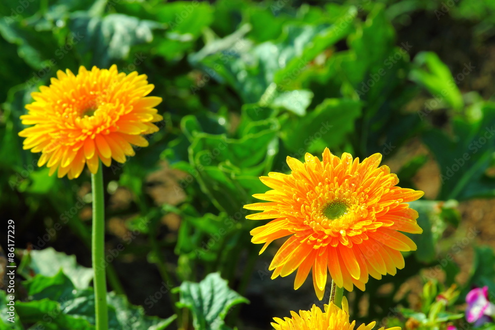 flowers- flowers-