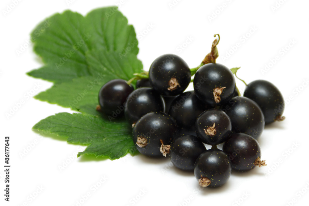 Blackberry isolated on white Blackberry isolated on white