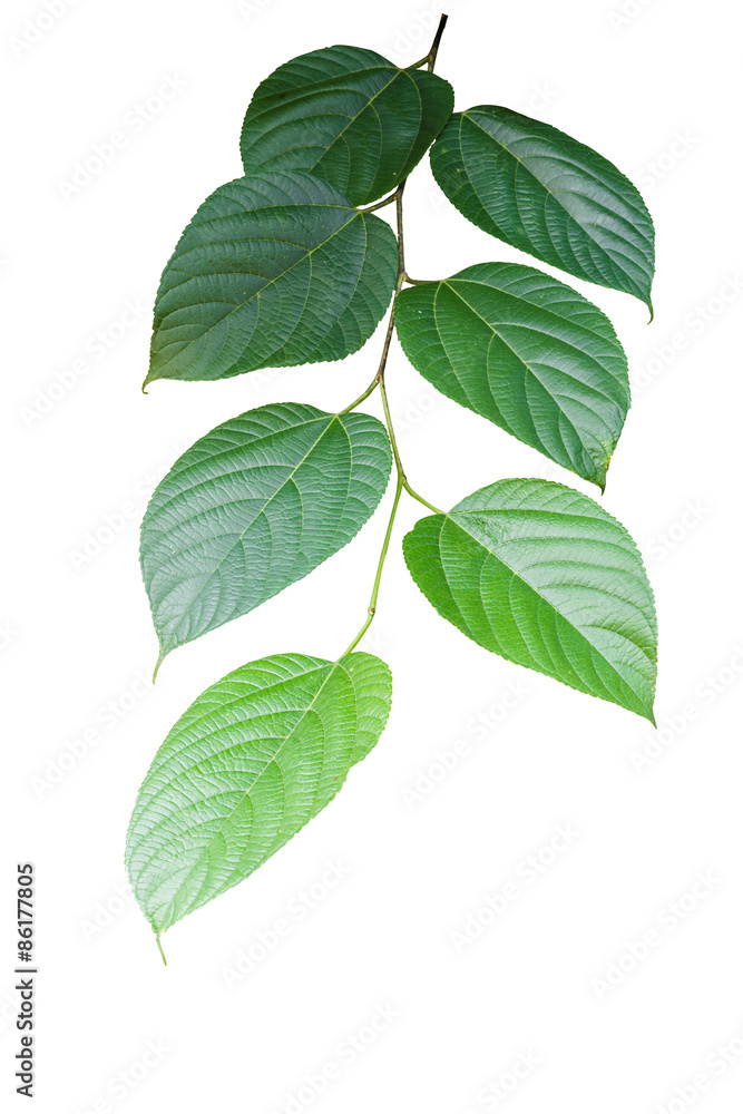 Branch with green toothed leaves isolated on white background. Branch with green toothed leaves isolated on white background.