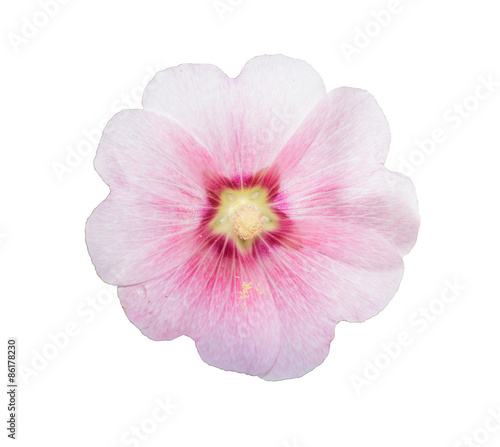 Pink Holly Hawks colorful flowers isolated on white background.