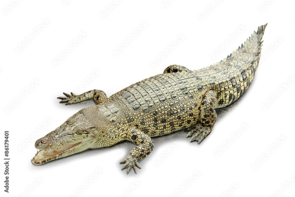 Naklejka premium Young asian couple standing on the park holding a tablet pc show