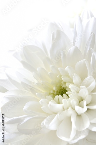 白色の菊 白背景