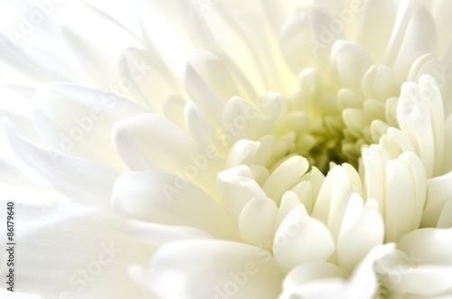白色の菊　白背景 © tamayura39