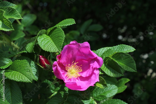 Lila Blume, Purple Flower