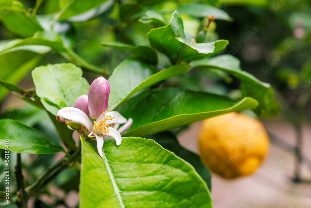 Orange tree with ripe fruits and flowers in Corfu, Greece. Orange tree with ripe fruits and flowers in Corfu, Greece.