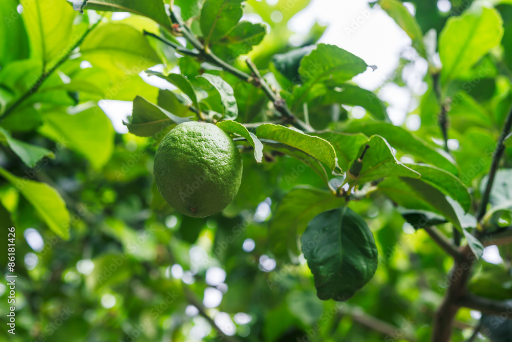 branch lemon tree fruits with green leaves in Corfu, Greece. branch lemon tree fruits with green leaves in Corfu, Greece.