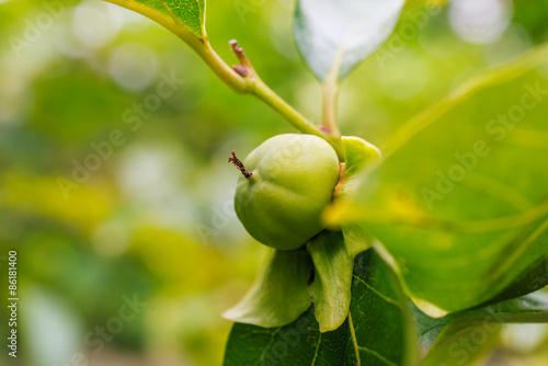 branch persimmon tree fruits with green leaves in Corfu, Greece. Orange tree with ripe fruits