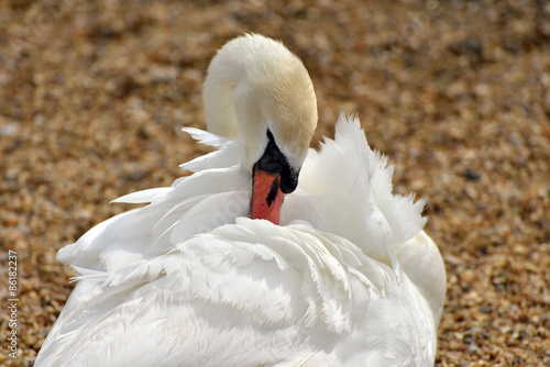 Swan at Abbotsbury Swannery in Dorset photo