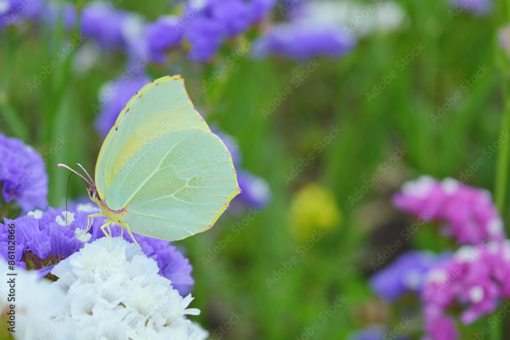 Yellow butterfly on flower close up Yellow butterfly on flower close up