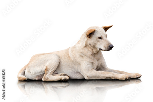 Creamy color mongrel dog laying on the ground