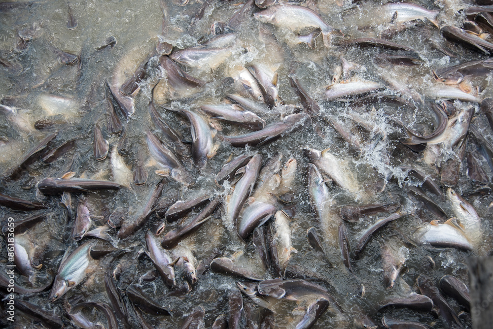 Feeding Frenzy of Fish (mostly catfish)