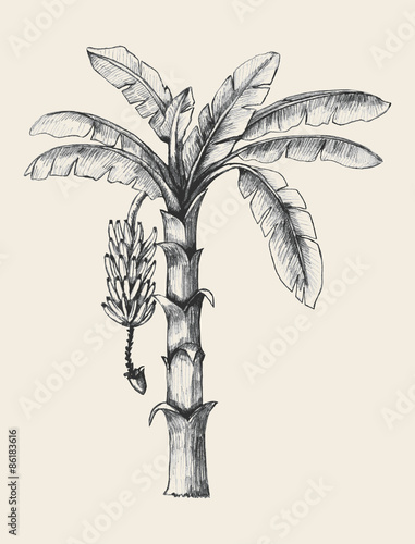 Banana Tree