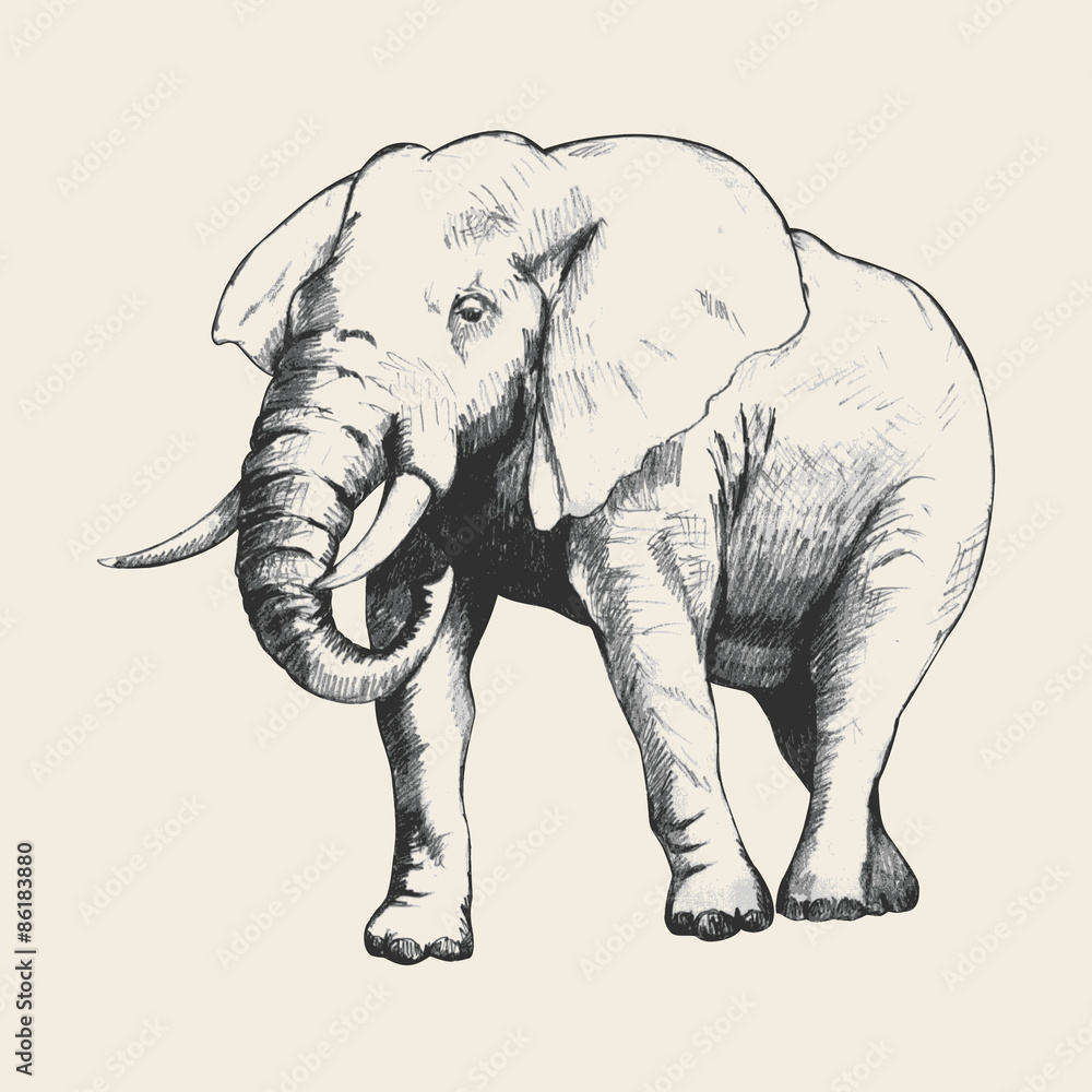 Obraz premium Szkic słonia