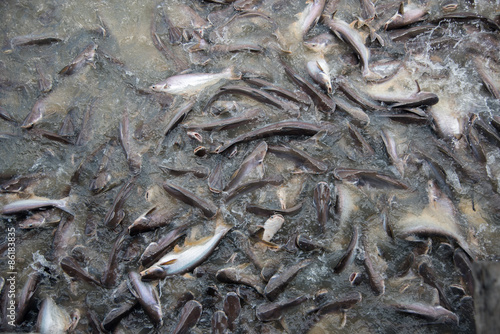 Feeding Frenzy of Fish (mostly catfish)