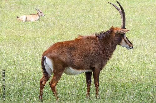 Hippotragus niger. Antílope Sable.
 photo