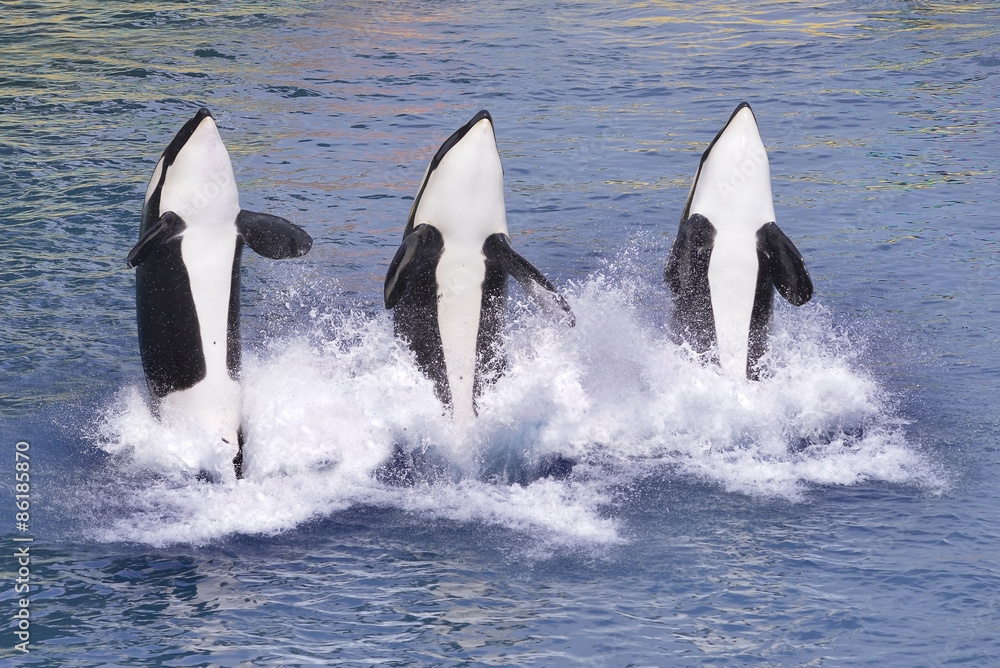 Obraz premium Killer whales jumping out of water