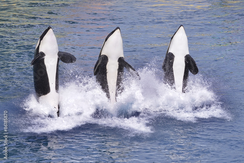 Killer whales jumping out of water