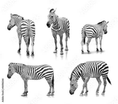 Zebras in many angle and poses, isolated in white background