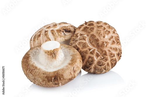 Shiitake mushroom on the White background