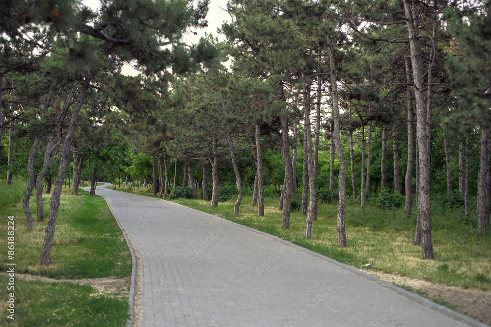 The path in the coniferous park