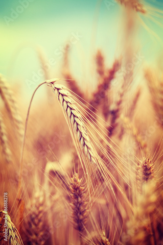 Close up image of ripe wheat field against blue sky. Complementary golden and blue colours are dominant. Image is cross processed, and has Instagram look