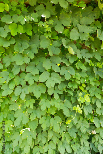 Wallpaper Mural ホップの葉 Torontodigital.ca