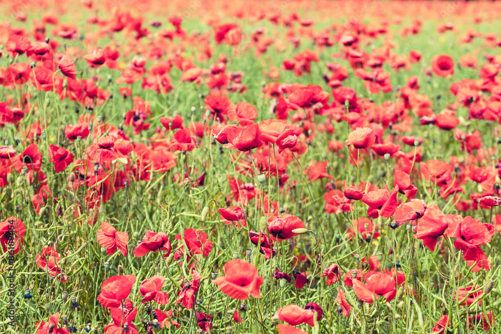 Poppy flowers retro peaceful summer background Poppy flowers retro peaceful summer background