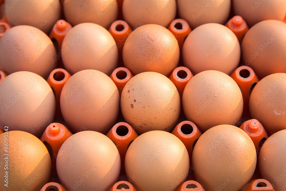 Full tray of freshly laid free range organic eggs Full tray of freshly laid free range organic eggs
