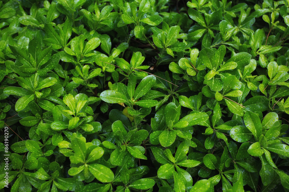 plant bright green summer blooms texture plant bright green summer blooms texture