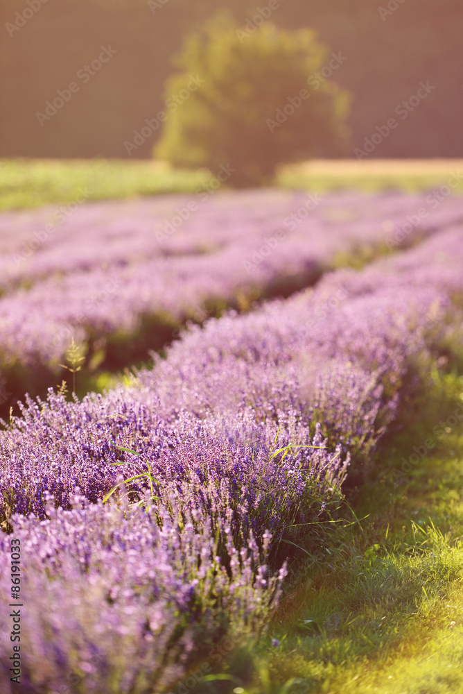 Obraz premium Lone tree and lavender field in the evening