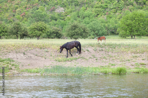 horses going to the river
