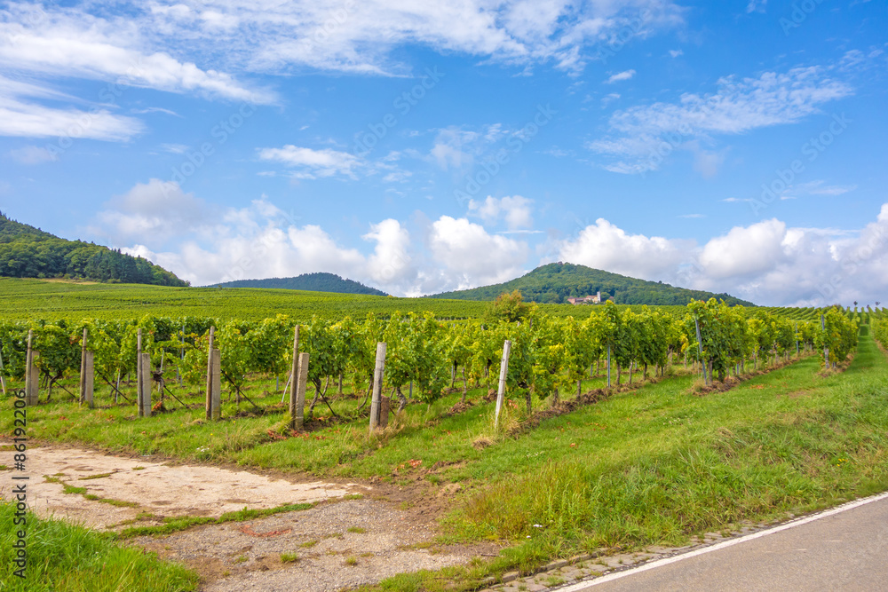 Fototapeta premium Grapevine in the vineyards