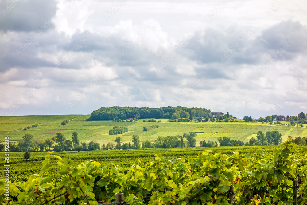 Naklejka premium Grapevine in the vineyards