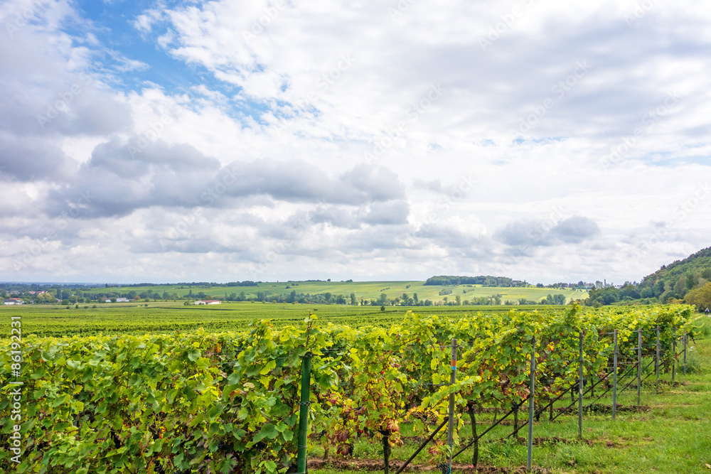 Fototapeta premium Grapevine in the vineyards