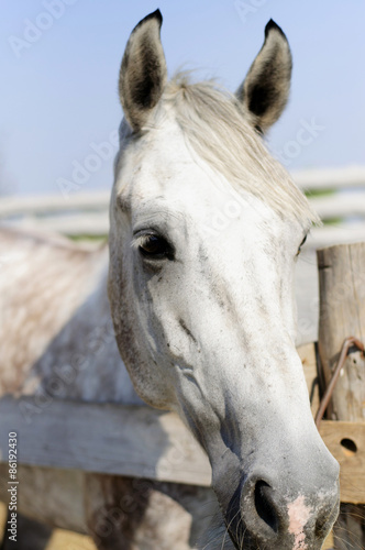 Beautiful purebred horse over stable door