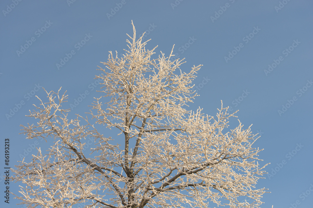 Tree with frost and blue sky