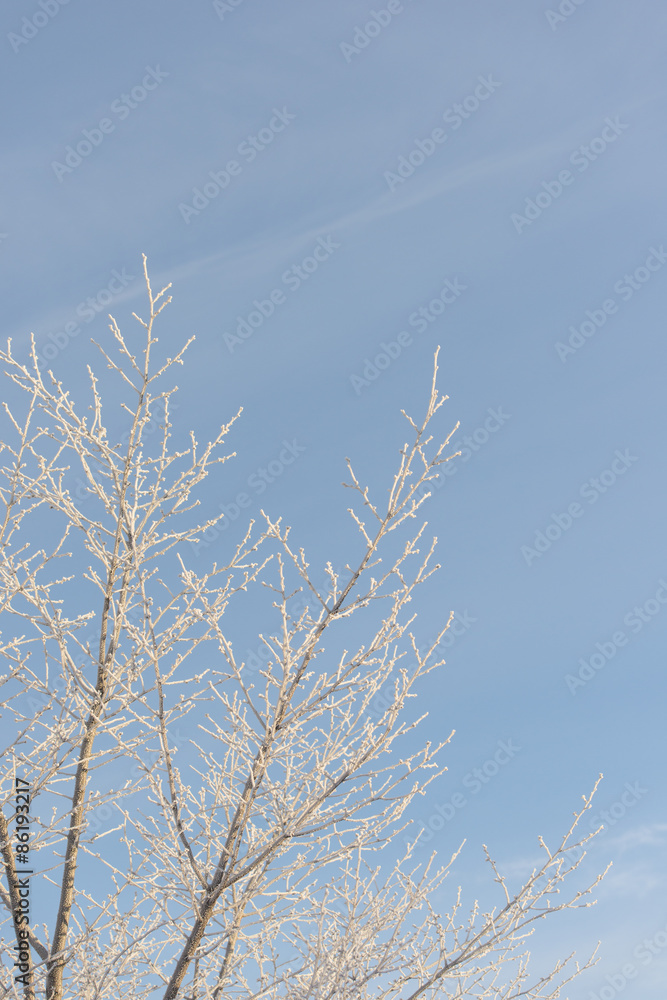 Tree with frost and blue sky