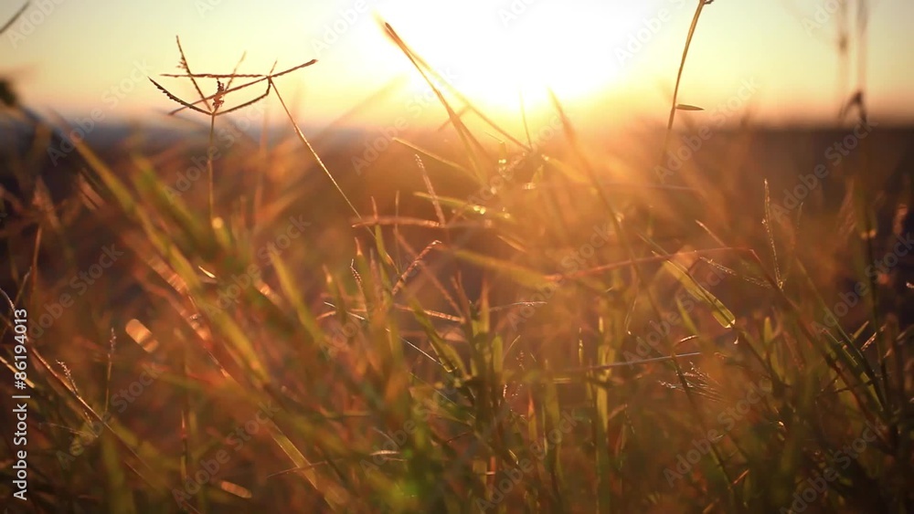 Ears of wheat waving in the wind against the background of The Ears of wheat waving in the wind against the background of The