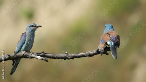 Couple of European rollers perching on a branch in front of the nest. Rare birds European rollers sitting on a branch, sunset light and blur green yellow background, Coracias garulus. photo