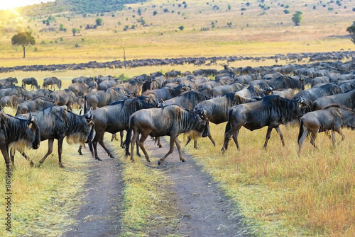 African wildelife. Great migration antelopes Gnu © Oleg Znamenskiy