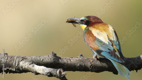 Bird Bee eater eating beetle insect sitting on a branch in front of the nest. Green blur background, perfect light, Merops apiaster