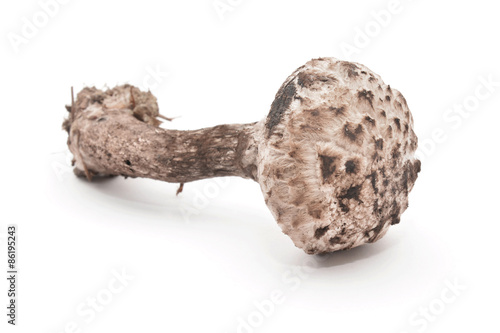 strobilomyces strobilaceus mushroom