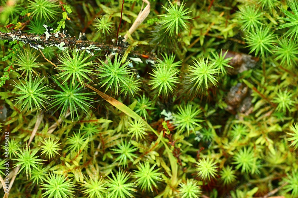texture of green moss texture of green moss