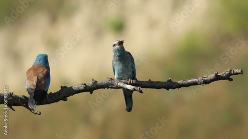 Couple of European rollers perching on a branch in front of the nest. Rare birds European rollers sitting on a branch, sunset light and blur green yellow background, Coracias garulus.