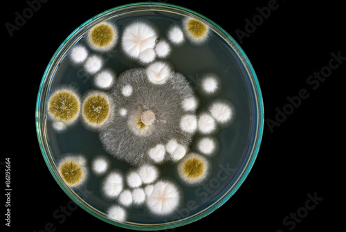 macro of fungi on petri dish on black background photo