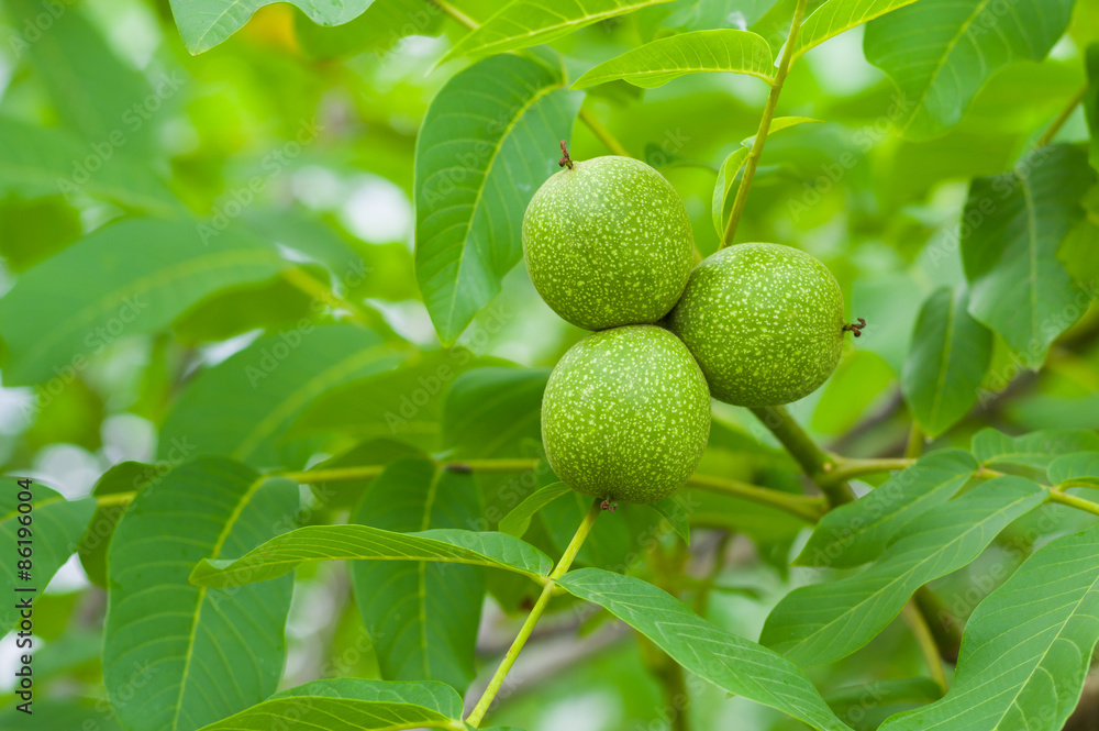 Unripe green walnut on a tree Unripe green walnut on a tree