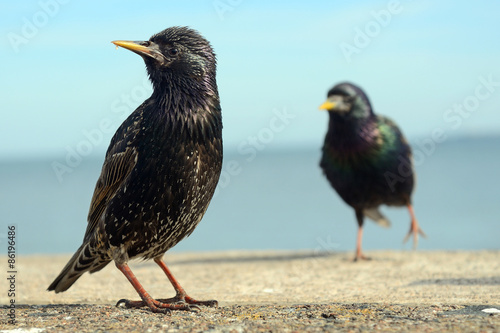 Atlantic birdlife  Farne Islands Nature Reserve  England