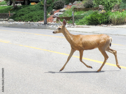 Female mule deer crossing a road in a residential neighborhood