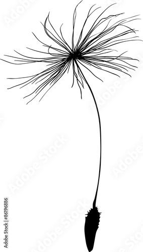 single dandelion seed black silhouette on white