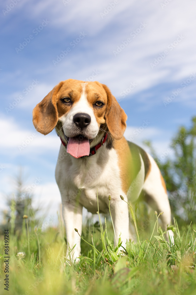 Beagle dog - vertical photo portrait